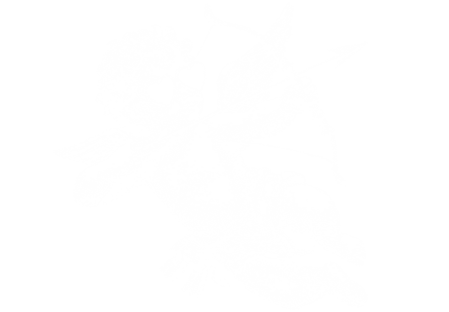 Cupid